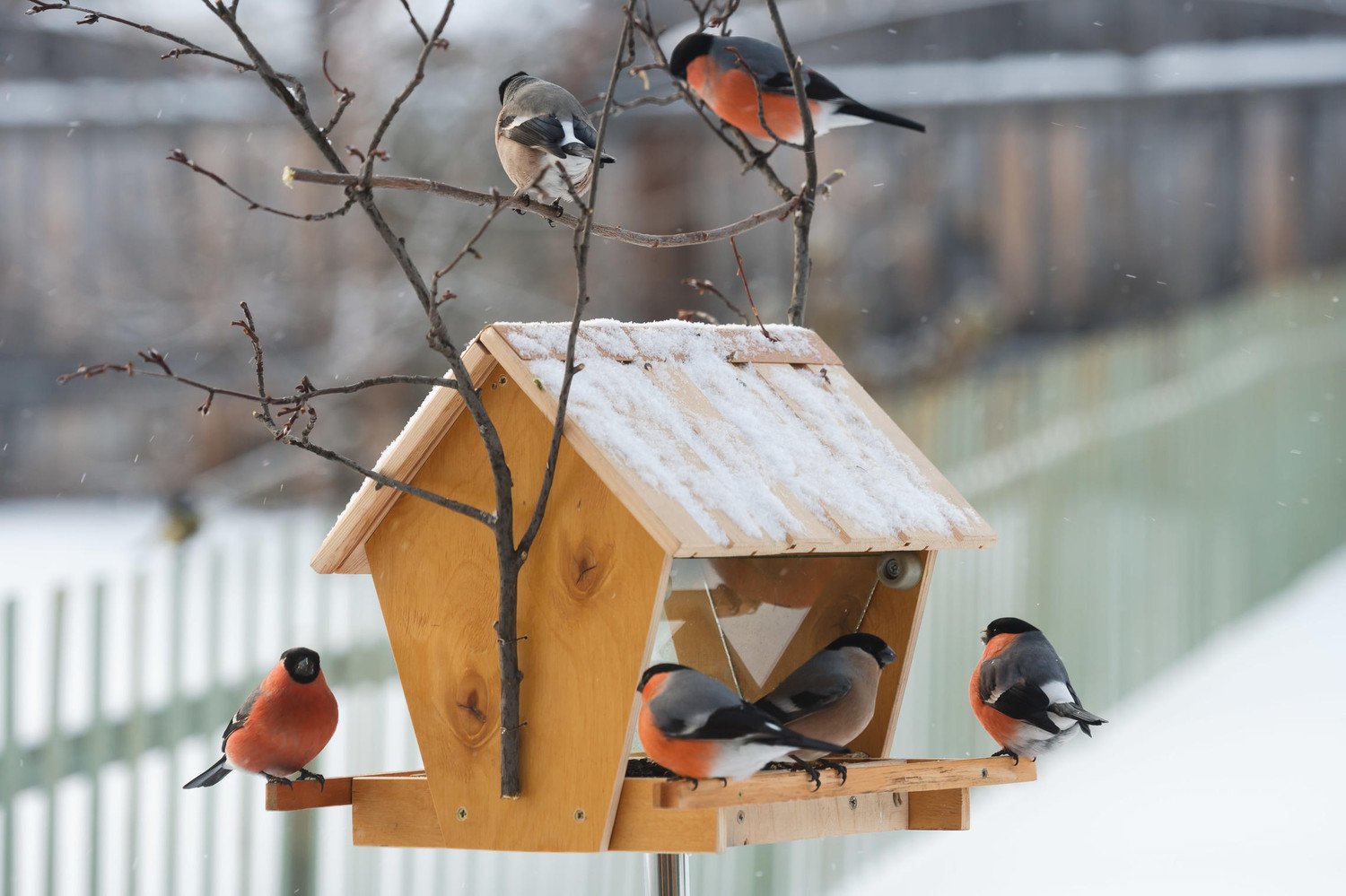 Итоги проведения муниципального этапа областного массового мероприятия &amp;quot;Покормите птиц зимой!&amp;quot;.